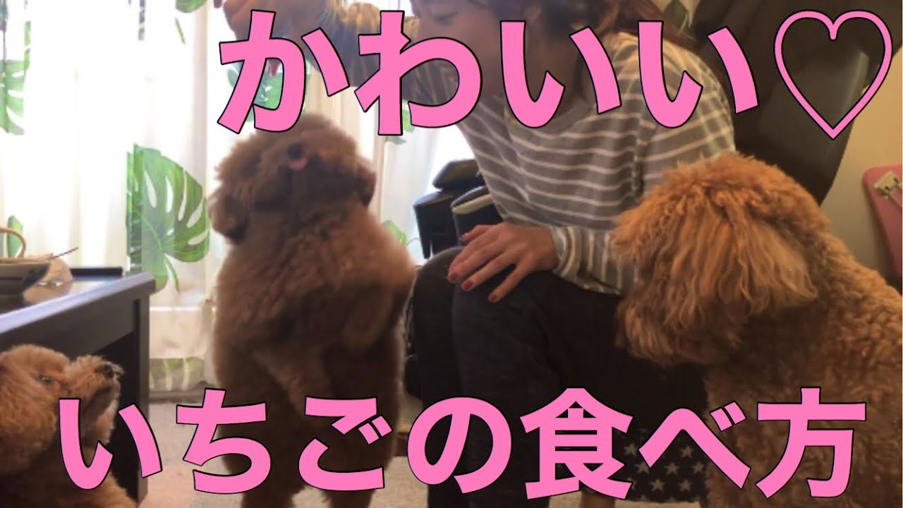 トイプードル かわいいいちごの食べ方 3匹でそれぞれ違ういちごの食べ方 犬好き必見 Youtube