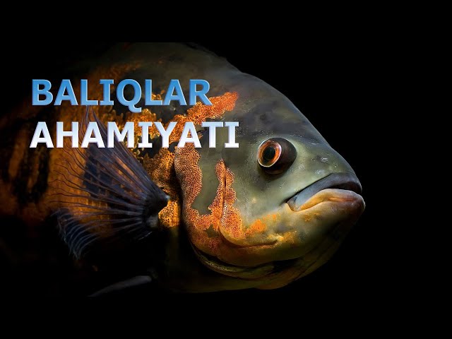 Naryan-Marda jinsiy aloqa Katta dildo porno onlayn