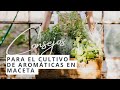 Cómo plantar aromáticas en macetas | Calendario en PDF