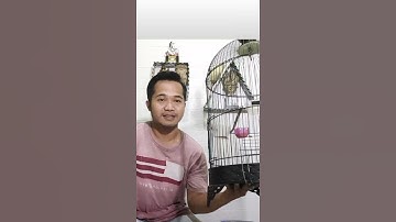 BURUNG SIRTU/CIPOH PALING GACOR