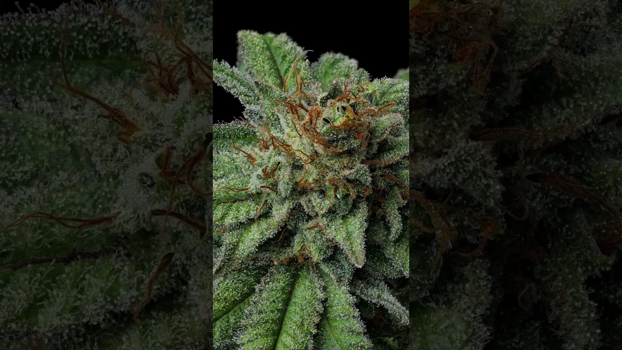 Timelapse of "The One" Cannabis Cultivar Drying