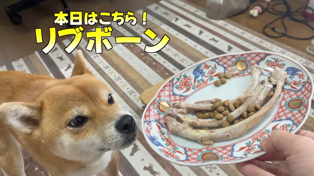 【歯は大丈夫なの？】骨をバキバキせっせと噛み砕く　リブボーンをいただきます　柴犬小夏
