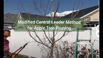 Pruning my apple tree with a modified central leader.