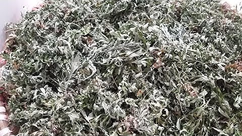 NGẢI CỨU KHÔ ĐƯỢC VÍ NHƯ THẦN DƯỢC_ TRÀ NGẢI CỨU KHÔ TỐT CHO SỨC KHỎE.