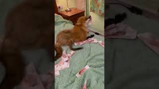 A Fox rolling around among monney!