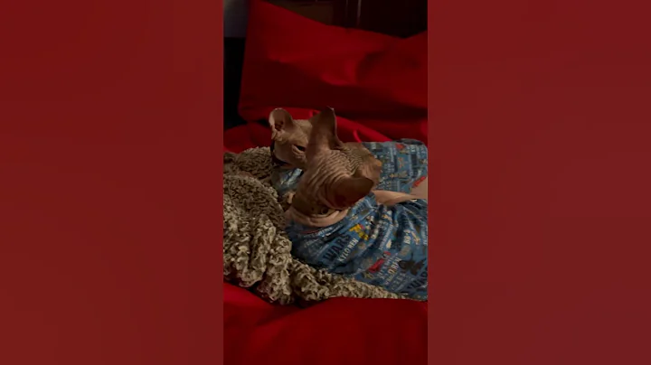 Watch the video about Chillin’ #cuteanimals #sphynx #cutecats #petlovers #cat #cats #cute