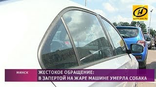В запертой на жаре машине умерла собака в Минске В запертой на жаре машине умерла собака в Минске
