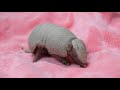 Baby armadillo born at Point Defiance Zoo & Aquarium