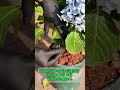 What to Do If the Tips of Your Hydrangea Leaves Are Turning Brown and Crispy? 2 Steps to Fix It!
