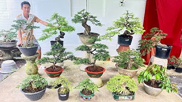 Cây cảnh 3/12 Văn An chào bán - Vú Sữa, Tùng La Hán, Mai Chiếu Thủy, Linh Sam, Kim Quýt, Cần Thăng