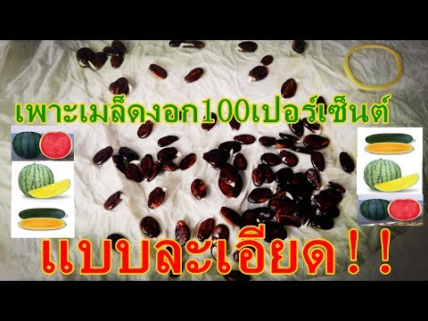 เพาะเมล็ดแตงโมแบบละเอียด ปลูกแตงโมหน้าฝน ปลูกแตงโมไว้กิน ปลูกแตงโมไว้ขาย