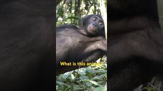 What is this animal? Chimpanzee?【Shorts #8】#bonobo #africa #conservation #sdgs #congo #chimpanzee