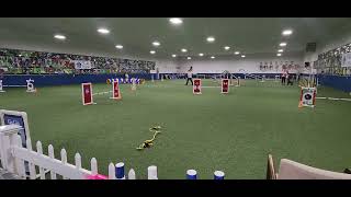 Little Bee, Novice UKI jumpers course - 2-14-24,  17 months old. by JVanCamp 34 views 3 months ago 1 minute, 3 seconds