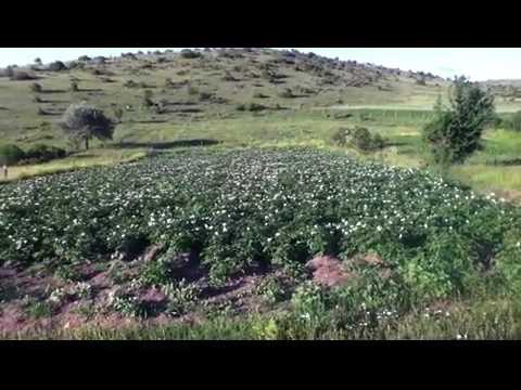 სოფელ არლის ნაკვეთების ნაწილი, შარშანდელივით სარწყავი წყლის გარეშეა დარცენილი