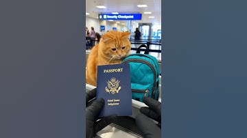 When TSA catches you smuggling catnip 😼✈️”
