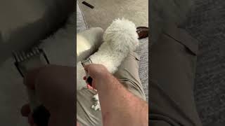 Shaving My Dog Prank