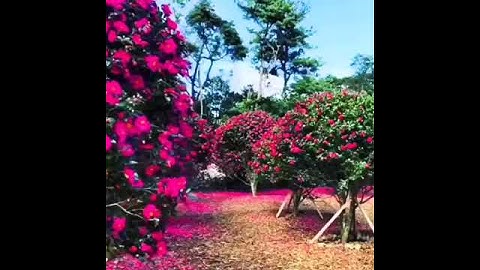 سورة الفاتحه صوت جميل ماشاء الله