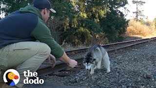 Guy Finds Lost Husky On Train Tracks | The Dodo