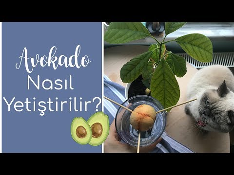 Video: Avokado Nasıl Yetiştirilir