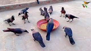 Beautiful crow bird eating Rice together feed together | Crow sounds and Noises | crow video P-73
