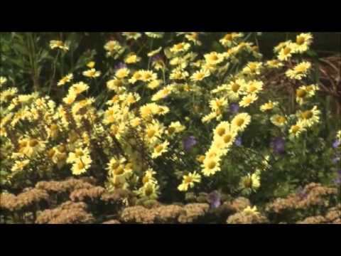 Video: Tõstetud Lillepeenra Kaunistus