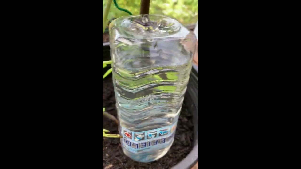 How To Water Plants While On Vacation Container Garden Watering