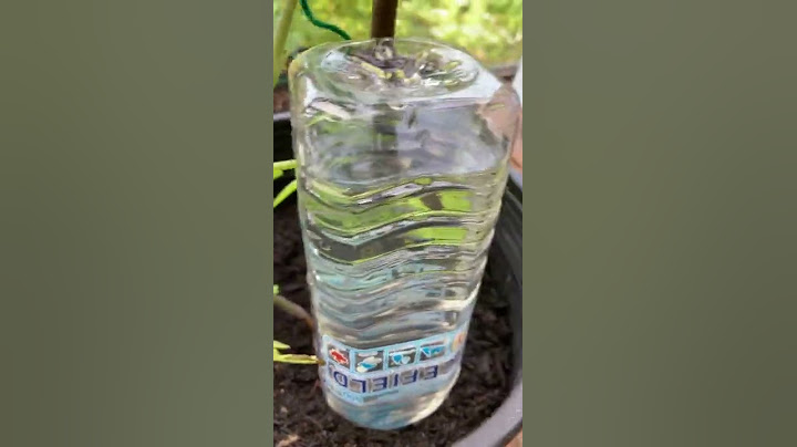 How to water plants while on vacation | Container garden watering