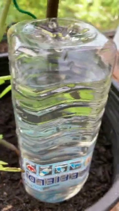 How to water plants while on vacation | Container garden watering