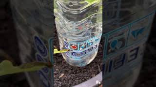 How to water plants while on vacation | Container garden watering