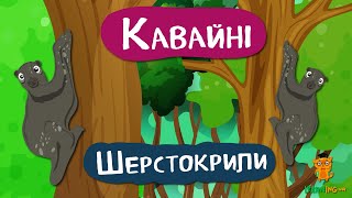 Дива природи. Явища навколо нас. Шерстокрили