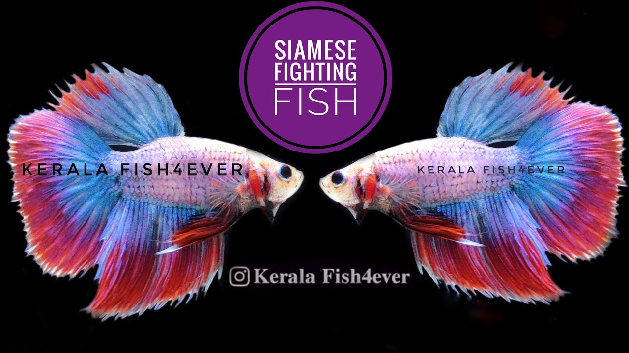 Siamese fighting fish Betta fish Aquarium fish Fighter fish