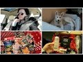 Target Grocery Shopping & Training Greyson! | January 31- February 2, 2016 Target Grocery Shopping & Training Greyson! | January 31- February 2, 2016