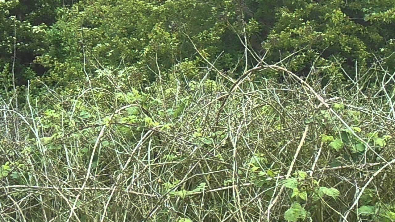 photography en español Ring Ouzel and Lesser Whitethoat (Sound only)