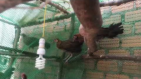 Me nyuam qaib qus ไก่ป่า