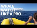 Whale Watching in Maui, Hawaii | Unbiased Review of 4 Whale Watching Tours