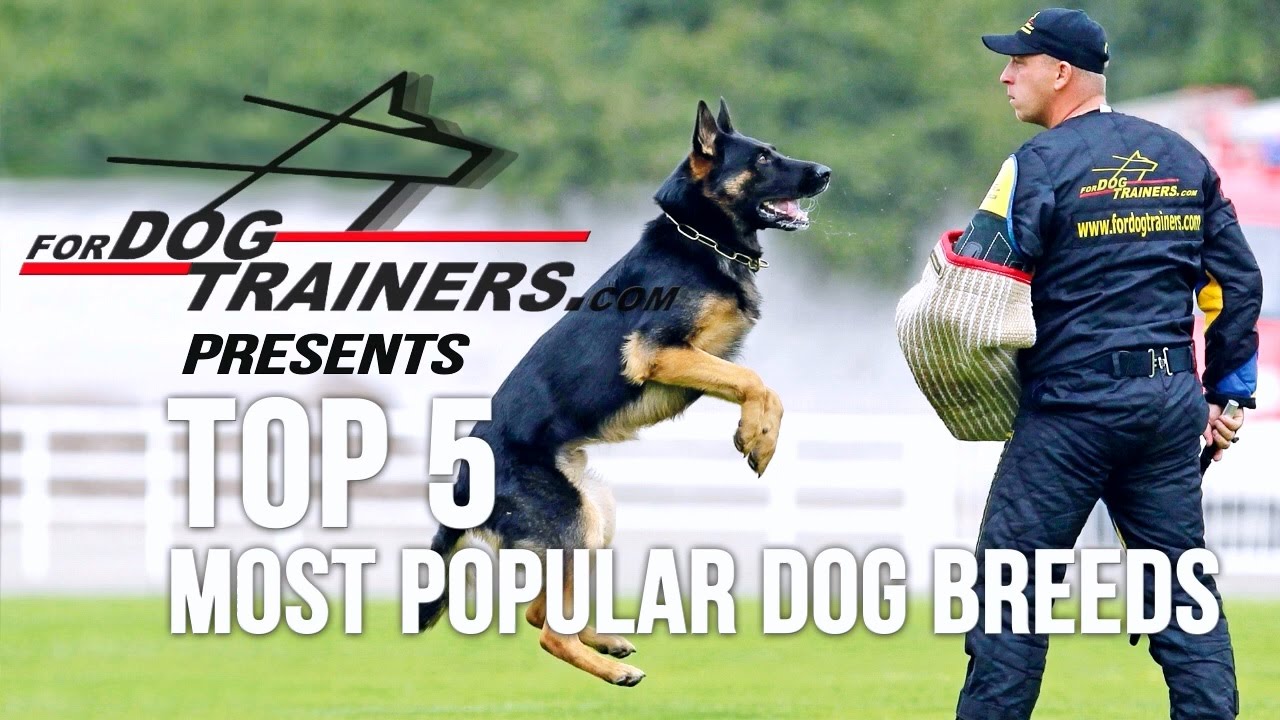 Top 5 Most Popular Dog Breeds according to AKC 🐕 YouTube