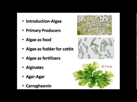 Economic importance of Algae (Short information)