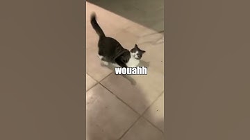 Catnip is one hell of a drug #foryou #cats #catsoftiktok #fyp #shorts