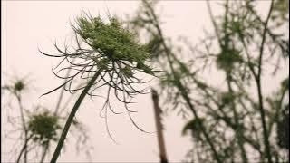 (background video) butiran air hujan.