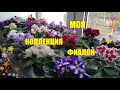 Моя коллекция фиалочек. Особенности ухода.