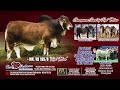 2026 Houston Livestock Show and Rodeo - International Brahman Female Show P2