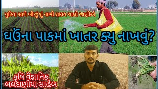 ઘઉં માં ખાતર, વધારે ઉત્પાદન મેળવવા યુરીયાસાથે શુ નખાય gehu me khad  wheatfertilizeryoutube