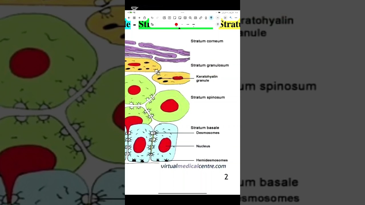 Oral histology and empereology lec 20/21طب الاسنان مرحله ثانيه 