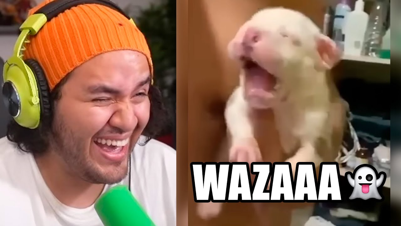 TIKTOKS TAN XD que NO VES HACE UN AÑO 👻