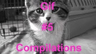 Funny Cat Gifs Compilation #5