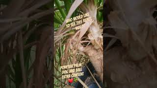 ponytail palm who would like to watch a repot video repotting ponytailpalm palmtree plant