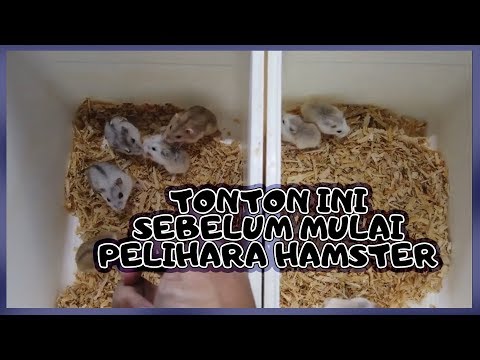 Video: Bagaimana Hamster Hidup