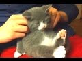 Funny Cats Enjoying Massage Compilation 2014 [NEW]