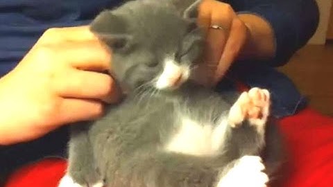 Watch the video about Funny Cats Enjoying Massage Compilation 2014 [NEW]