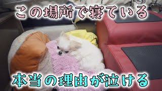 飼い主の事が大好きな愛犬が取った行動の理由が深すぎて泣けました by かわいいチワワのチョッピチャンネル 15,263 views 4 months ago 4 minutes, 56 seconds